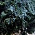 완도 건미역 500g(정품)