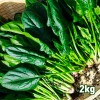 국내산 손질 시금치 2kg (특품)
