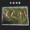 [수로산삼] 산양산삼 9~10년근 정삼 선물세트