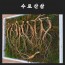 [수로산삼] 산양산삼 12년근 정삼 중자 10뿌리/ 추가로 1뿌리증정