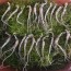 산양산삼, 장뇌삼 5-6년근 못난이 파지삼 100g (40-70뿌리)
