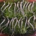 산양산삼, 장뇌삼 5-6년근 못난이 파지삼 100g (40-70뿌리)