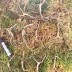 [수로산삼] 산양산삼 삭대없는 못난이12년근 대자 5뿌리 +중자5뿌리