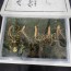 [수로산삼] 산양산삼 장뇌삼 5~6년근 정삼 10뿌리