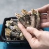 거북손 1kg