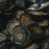 배말 500g