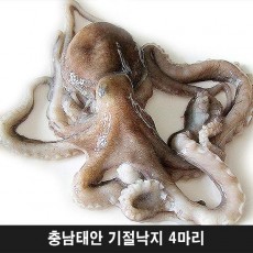 충남태안 기절낙지 4마리(대1마리,특대2마리,왕특대1마리)