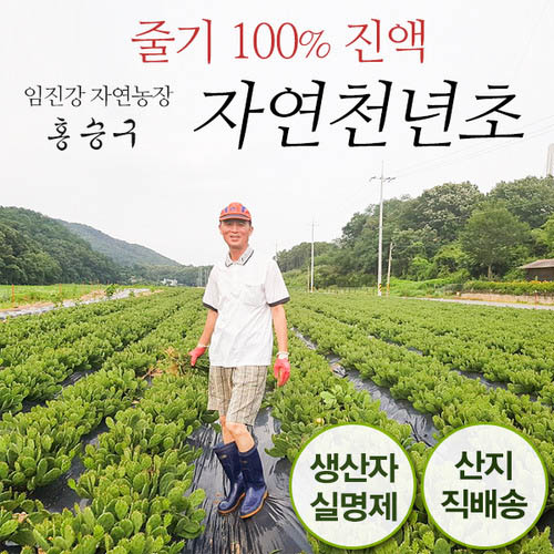 임진강 자연농장의 자연천년초 30포