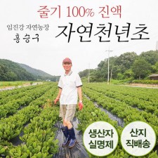 임진강 자연농장의 자연천년초 30포