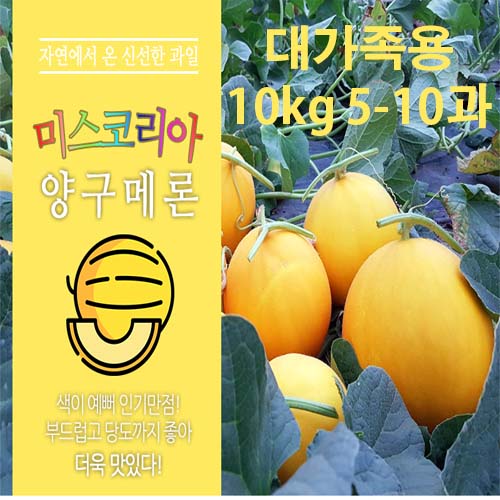 메론만물상의 양구 메론 대가족용 10kg (5~10과)