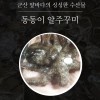 동동이 알주꾸미 1kg(9미내외)