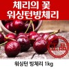 워싱턴 빙체리 1k(9.5~10)