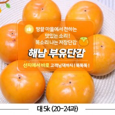 해남 부유 단감 대 5k (20-24과)