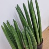 스투키(20cm) 분갈이용
