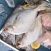 바다의 귀족이라 불리는 국내산병어 2kg (8-22미)