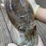 생물 갑오징어 1kg (2-4미)