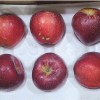 해나리부사못난이2.5kg7~10과내외