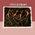 [수로산삼] 13년 소삼 4뿌리