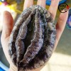 [미각기행] 완도 전복 8-9미 1kg 선물세트(보자기포장)