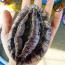 [미각기행] 완도 전복 8-9미 1kg 선물세트(보자기포장)