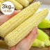 [청년농가] 급냉 백찰옥수수 3kg 내외 (10개입)