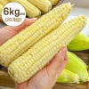 [청년농가] 급냉 백찰옥수수 6kg 내외 (20개입)