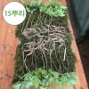 4-5년근 산양산삼 싹대삼 15뿌리