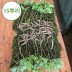 4-5년근 산양산삼 싹대삼 15뿌리