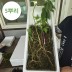 지리산 야생방치삼 25년 전후 가족삼 셋트 5뿌리