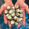 당일조업 동죽 1kg 물총조개