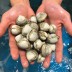 당일조업 동죽 1kg 물총조개