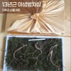 [천생삼농장] 13년근 지리산 야생방치삼 5뿌리 선물세트 (고급포장+황금보자기)