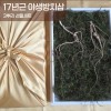 [천생삼농장] 17년근 지리산 야생방치삼 3뿌리 선물세트 (고급포장+황금보자기)