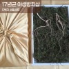 [천생삼농장] 17년근 지리산 야생방치삼 5뿌리 선물세트 (고급포장+황금보자기)