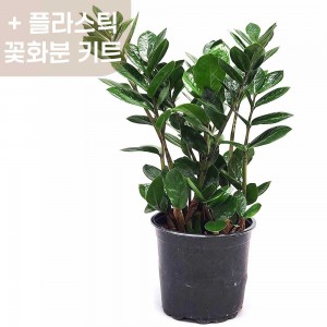 돈과 행운이 들어오는 금전수 금전수(중품) + 플라스틱 꽃화분 키트