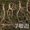 [천생삼농장] 산양산삼 9-10년 특상품 선물포장 7뿌리