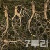 [천생삼농장] 산양산삼 9-10년 특상품 선물포장 7뿌리