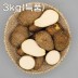 곡성 생토란 3kg(특품)