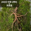 [천생삼농장] 방치삼 산삼 자연산 25년근 전후 1뿌리 + 토종꿀 280ml (13년소삼 1뿌리 함유) 1병