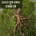 [천생삼농장] 방치삼 산삼 자연산 25년근 전후 2뿌리 + 토종꿀 280ml (13년소삼 1뿌리 함유) 2병