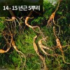 [천생삼농장] 산양산삼 14 - 15년근 씨삼 5뿌리