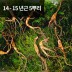 [천생삼농장] 산양산삼 14 - 15년근 씨삼 5뿌리
