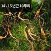 [천생삼농장] 산양산삼 14 - 15년근 씨삼 10뿌리