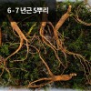 [천생삼농장] 장뇌삼 산양산삼 6 - 7년근 정삼 5뿌리