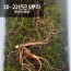 [천생삼농장] 야생 방치삼 산삼 20 - 22년근 못난이 파삼 5뿌리