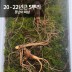 [천생삼농장] 야생 방치삼 산삼 20 - 22년근 못난이 파삼 5뿌리