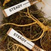 1912허브앤코스테디맨 62포