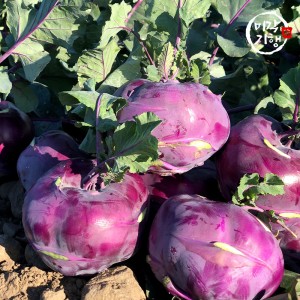 [미각기행] 제주도에서 자란 프리미엄 콜라비 정품 혼합과 10kg(280-780g 내외)