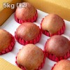 [청년농가] 안동 명품사과 특상품 선물세트 사과선물세트 5kg 대과