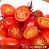 [청년농가] 스테비아 방울토마토 1kg (500g x 2팩)